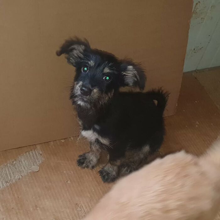 Small rescued puppy with dark fur in Serbia’s largest animal shelter cared for by a dedicated team of volunteers. Small rescued puppy with dark fur in Serbia’s largest animal shelter cared for by a dedicated team of volunteers.