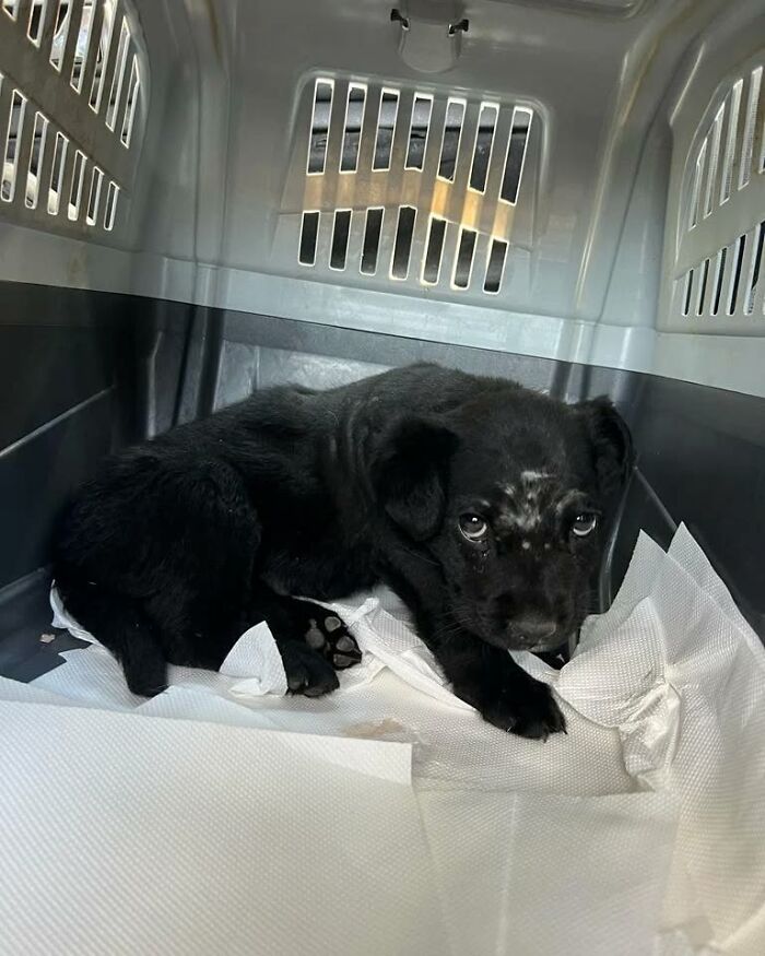 Black puppy inside a pet carrier, one of the abandoned and rescued animals cared for in Serbia’s largest shelter. Black puppy inside a pet carrier, one of the abandoned and rescued animals cared for in Serbia’s largest shelter.