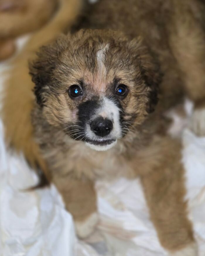 Cute puppy with brown and white fur cared for by a small team at Serbia’s largest animal shelter for abandoned pets. Cute puppy with brown and white fur cared for by a small team at Serbia’s largest animal shelter for abandoned pets.