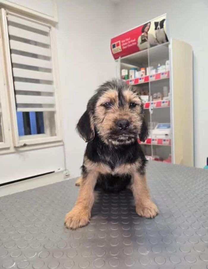 Small rescued puppy in a veterinary clinic at Serbia’s largest shelter caring for abandoned animals. Small rescued puppy in a veterinary clinic at Serbia’s largest shelter caring for abandoned animals.