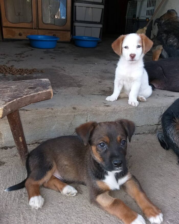 Two puppies resting in Serbia’s largest shelter cared for by a small team rescuing abandoned animals. Two puppies resting in Serbia’s largest shelter cared for by a small team rescuing abandoned animals.
