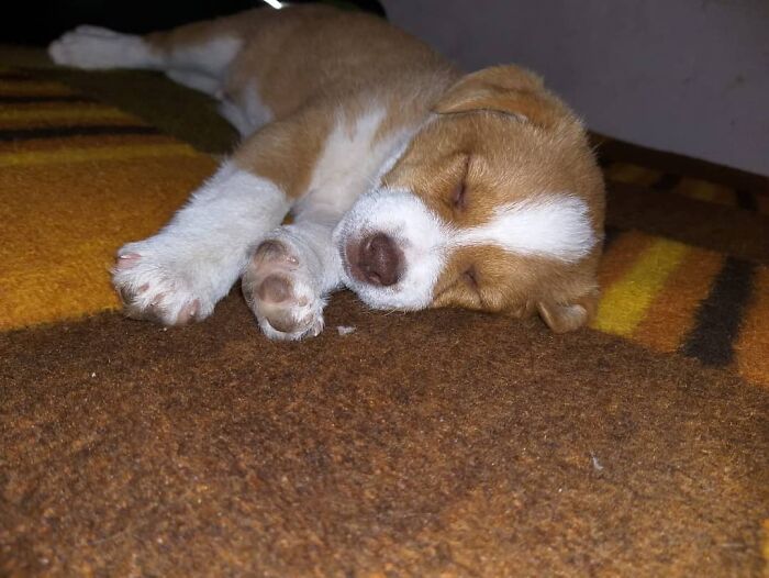 Sleeping brown and white puppy resting on a carpet in Serbia’s largest shelter caring for abandoned and rescued animals. Sleeping brown and white puppy resting on a carpet in Serbia’s largest shelter caring for abandoned and rescued animals.