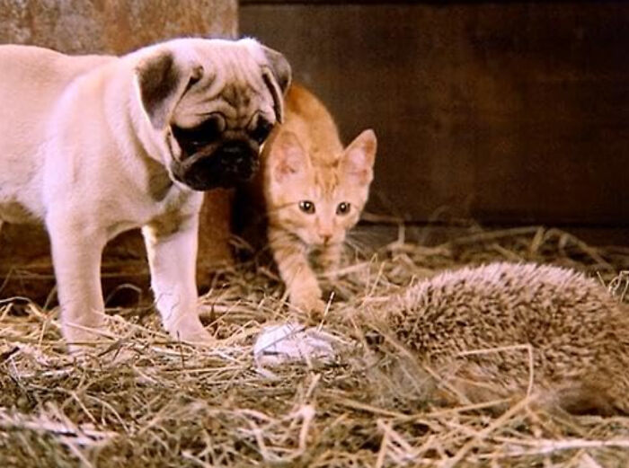 A curious pug and an orange kitten cautiously observing a hedgehog on straw, illustrating unexpected moments in videos. - 24