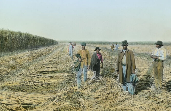 African American workers in a colorized 1920s farm field, showing daily life and labor reality of the era.