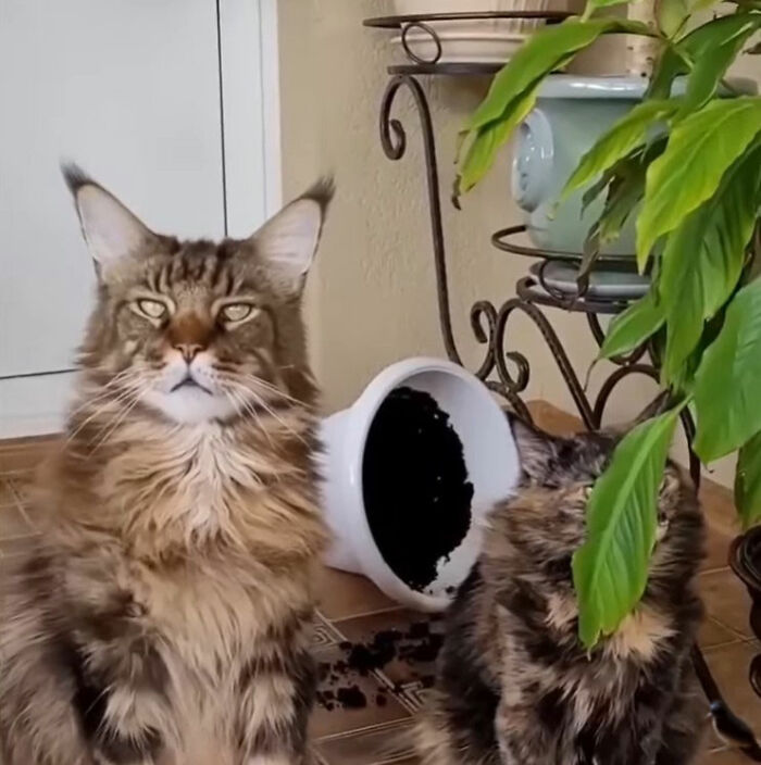 Minimalist doodles of two cats, one white and one black with question marks, showcasing viral cat pics art style.