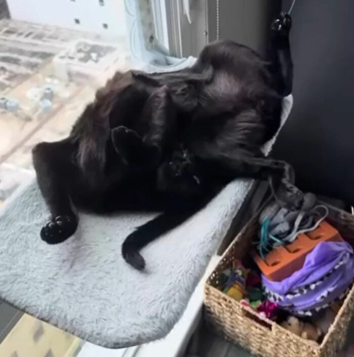 Black cat doodle with yellow eyes and quirky limbs, part of viral cat pics turned into humorous cat doodles artwork.