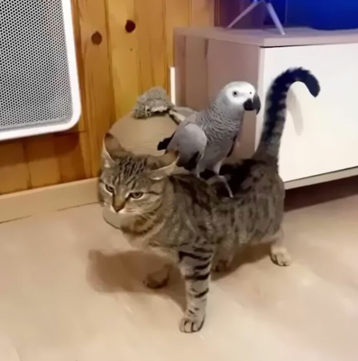 Minimalist doodle of a cat with a bird on its back, showcasing artist’s viral cat pics turned into spot-on drawings.