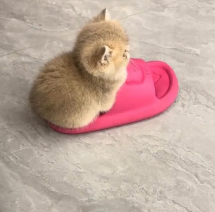 Cute doodle of a cat in a pink bumper car, part of viral cat pics turned into hilarious spot-on doodles.
