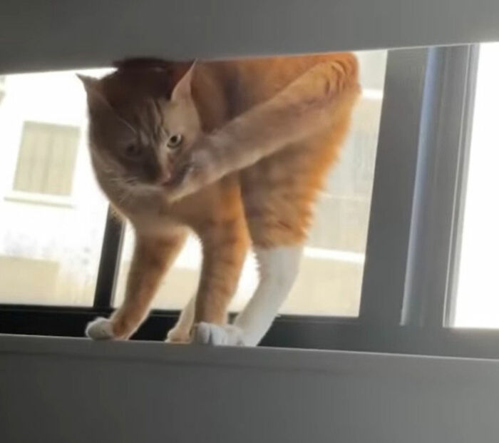 Simplified orange cat doodle with minimal lines, part of an artist’s viral cat pics collection.