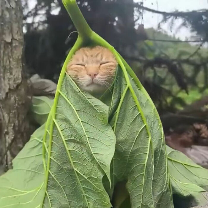 Cute viral cat doodle wrapped in a green leaf, showcasing the artist’s spot-on interpretation of viral cat pics.