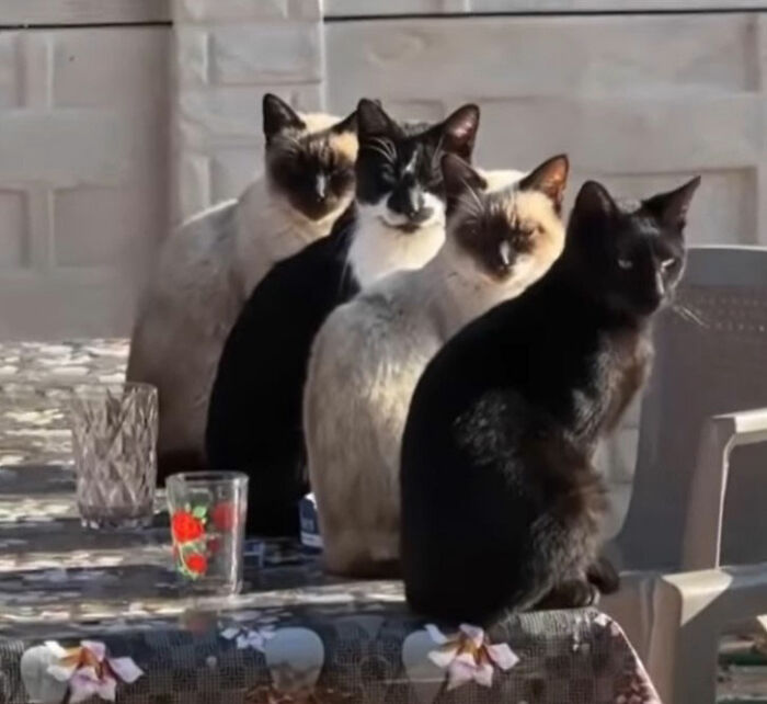 Minimalist doodles of four black and white cats with simple faces, showcasing viral cat pics art style.