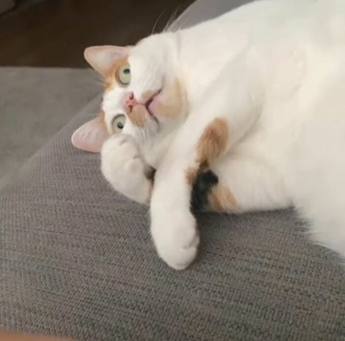 Minimalist doodle of a cat with orange spots lying down, part of viral cat pics turned into spot-on doodles by artist.