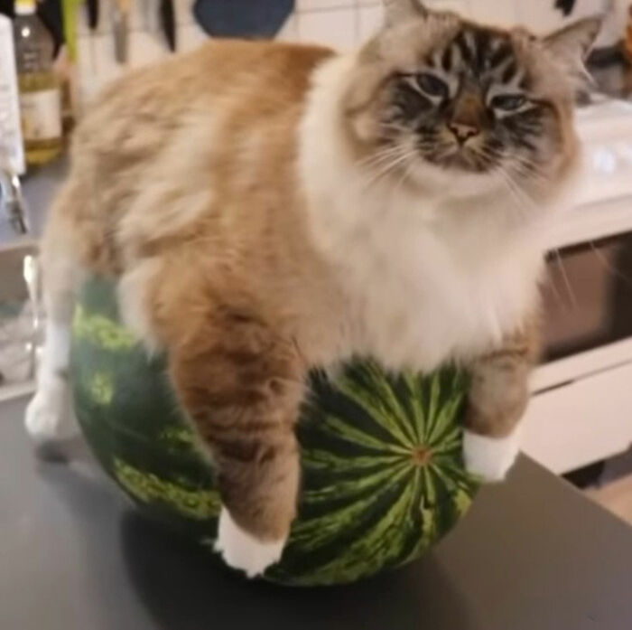 Minimalist doodle of a cat balancing on a green ball, showcasing viral cat pics in a humorous and spot-on style.