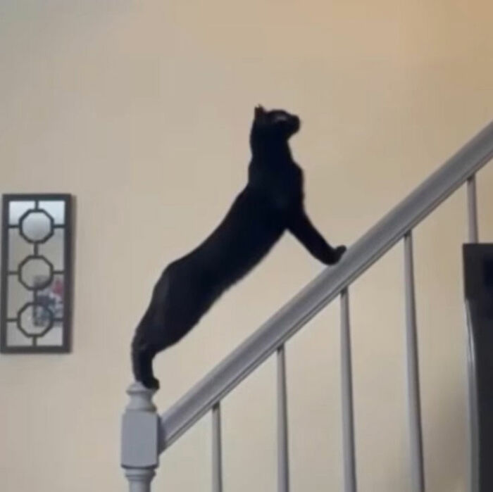 Minimalist doodle of a long black cat stretching on a railing, inspired by viral cat pics by an artist.