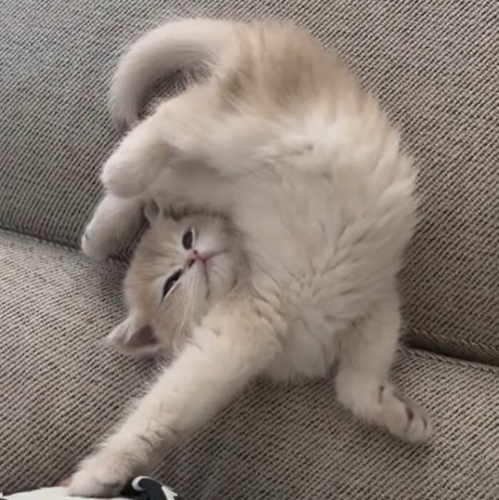 Minimalist doodle of a viral cat in a humorous pose, created by an artist known for spot-on cat doodles.