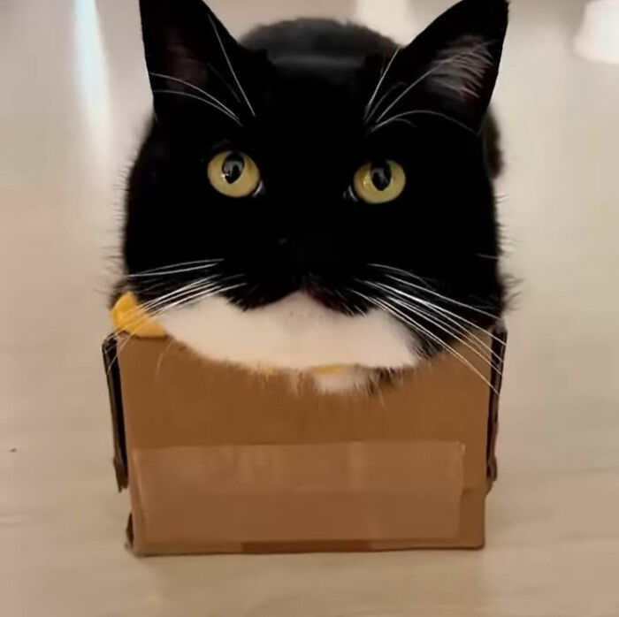 Minimalist doodle of a black cat with yellow eyes sitting in a small box, inspired by viral cat pics artwork.