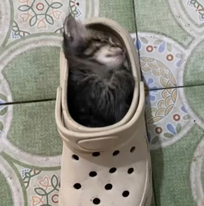 Minimalist doodle of a content cat sitting inside a pink slipper, part of viral cat pics turned into spot-on doodles.