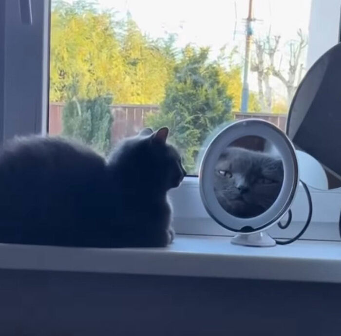 Minimalist doodle of a viral cat next to its reflection showing a hilariously spot-on expression.