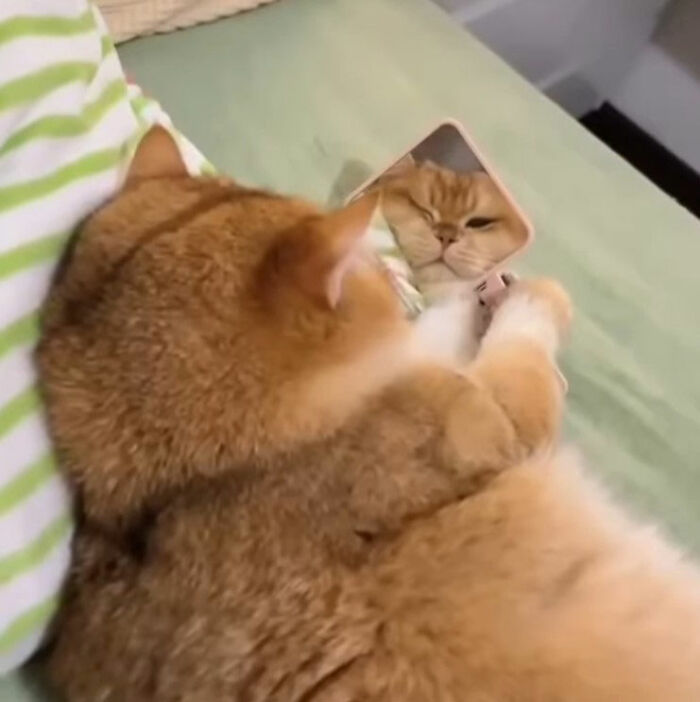 Cartoon doodle of a viral cat lying on its back holding a slice of bread, showcasing humorous cat art by an artist.