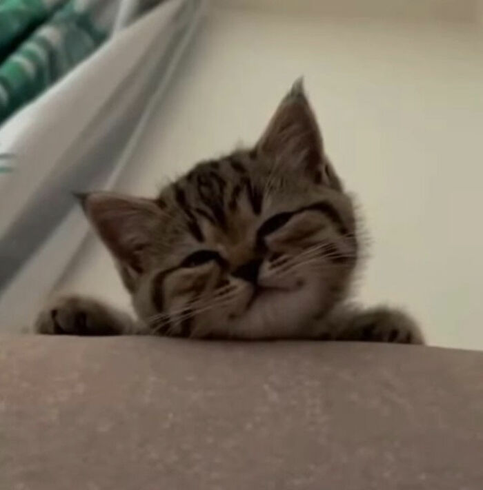 Minimalist doodle of a cat peeking over a line, showcasing artist's viral cat pics transformed into spot-on drawings.