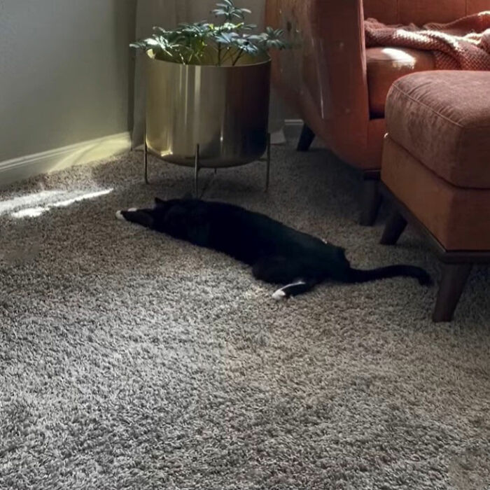 Minimalist doodle of a viral cat lying flat with stretched legs, showcasing humorous and spot-on cat art by artist.