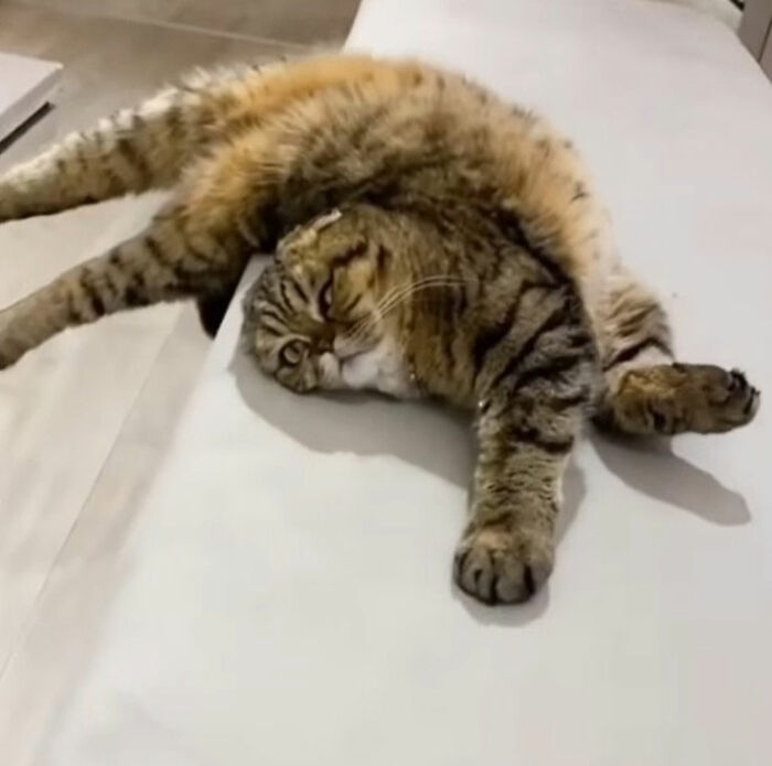 Minimalist doodle of a viral cat in a playful pose, showcasing the artist's hilarious and spot-on cat illustrations.