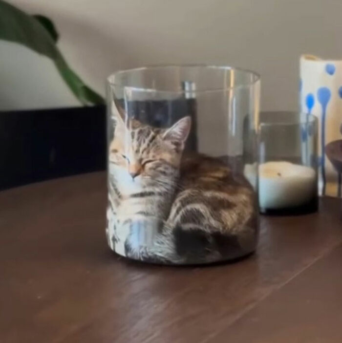 Minimalist doodle of a viral cat curled up inside a transparent glass, showcasing artist's spot-on cat illustrations.