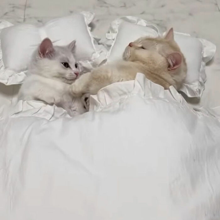 Minimalist doodle of two cats lying in bed, showcasing viral cat pics transformed into spot-on cat doodles by artist.