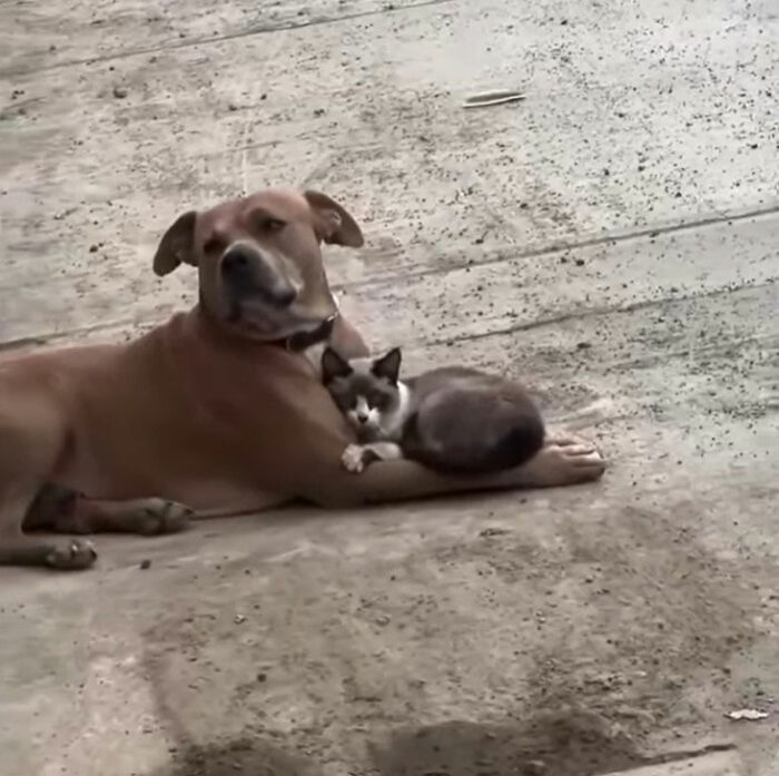 Minimalist doodle of a dog and cat together, showcasing hilarious and spot-on viral cat art by the artist.