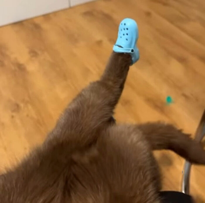 Minimalist doodle of a cat leg wearing a shoe, part of viral cat pics turned into hilarious spot-on doodles by an artist.