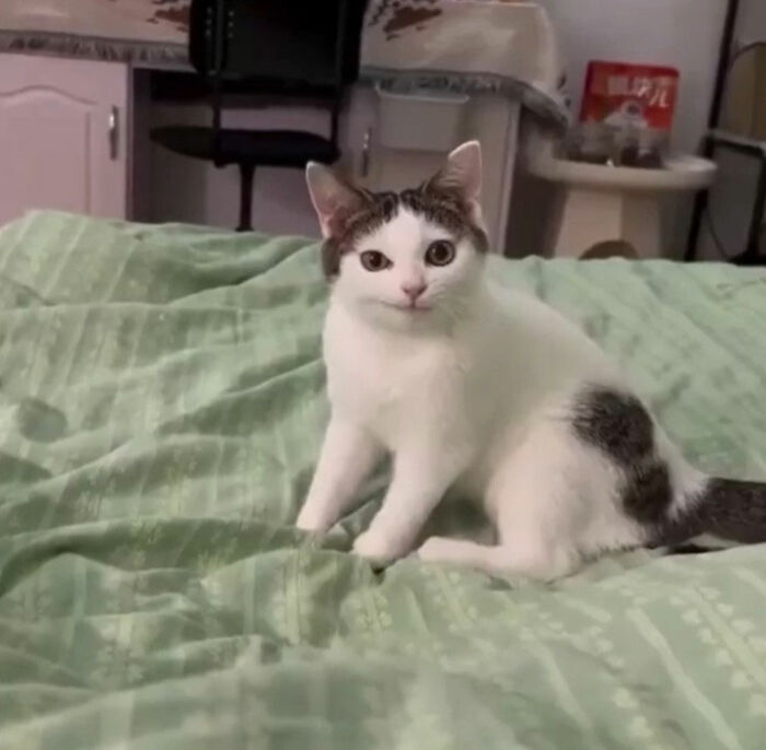 Minimalist doodle of a cat with black ears and tail, part of an artist's viral cat pics illustration series.