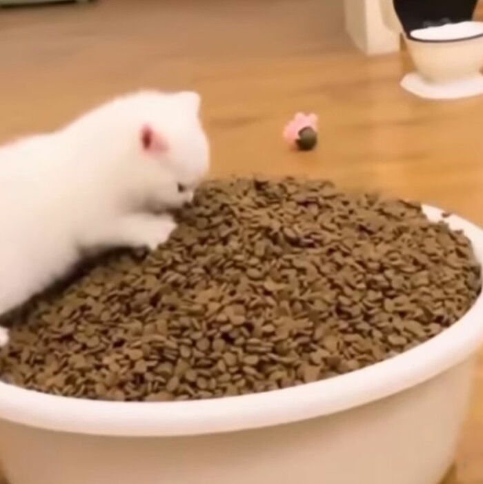 Minimalist doodle of a cat climbing a large bowl of food, inspired by viral cat pics turned into humorous art.