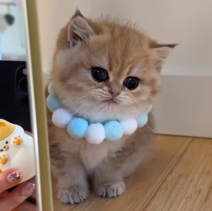 Minimalist doodle of a round orange cat wearing a pearl necklace, inspired by viral cat pics by an artist.