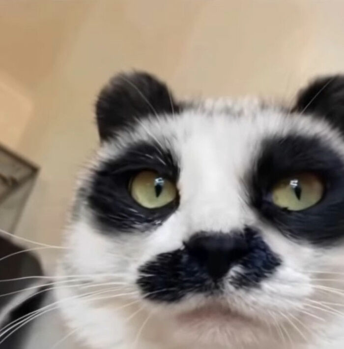 Minimalist doodle of a panda face artistically inspired by viral cat pics, showcasing a humorous and spot-on cartoon style.