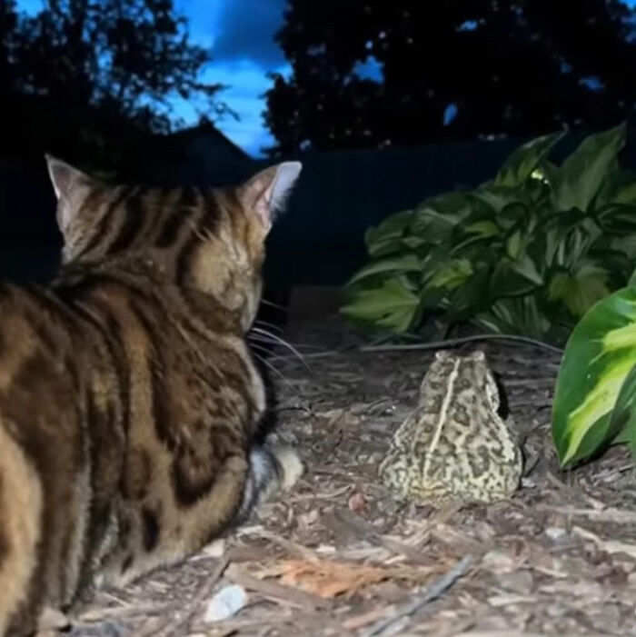 Black and white doodle of a cat sitting with a frog under a starry night sky, inspired by viral cat pics.