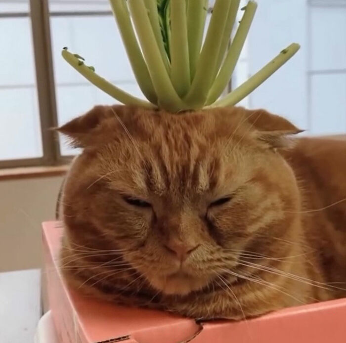 Simplified doodle of an orange cat with a green plant on its head by an artist creating viral cat pics.