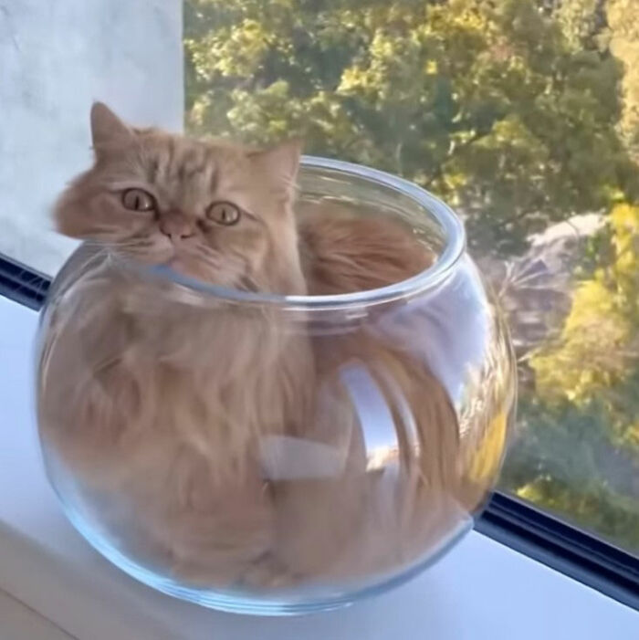 Minimalist doodle of a viral cat with an orange fishbowl-shaped body and simple facial features on a plain background.