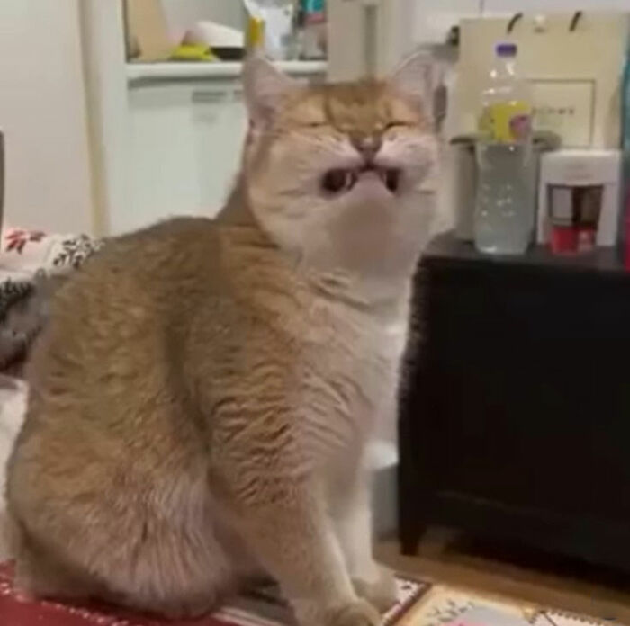 Simplified orange cat doodle with a quirky expression, part of viral cat pics turned into humorous illustrations.