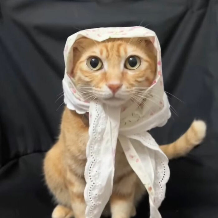 Simplified doodle of a cat wearing a white scarf, part of viral cat pics turned into hilarious doodles by an artist.