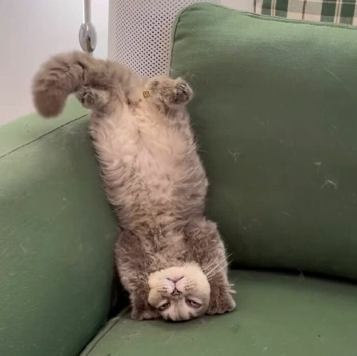 Minimalist doodle of a viral cat hanging upside down on a couch, showcasing artist's spot-on cat illustrations.