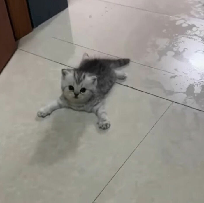 Minimalist doodle of a viral cat in a simple black line drawing, capturing a humorous and spot-on style.