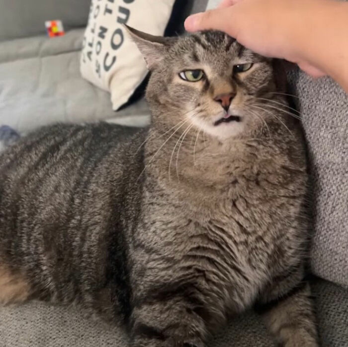 Minimalist doodle of a cat with an expression, part of viral cat pics turned into humorous cat drawings by an artist.