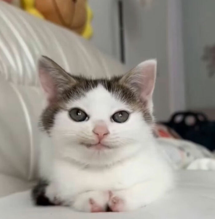 Minimalist doodle of a viral cat with gray and white fur, showcasing a humorous and spot-on artistic style.