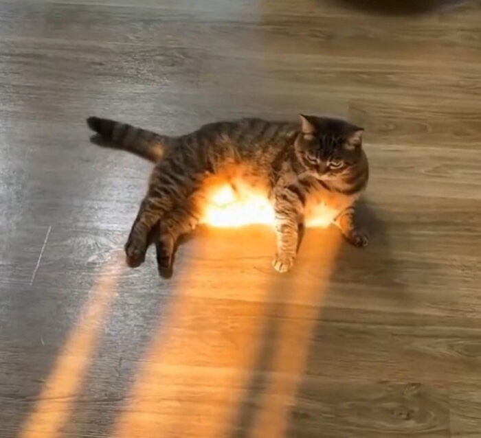 Minimalist doodle of a cat glowing with bright orange light, showcasing viral cat pics turned into hilarious artwork.