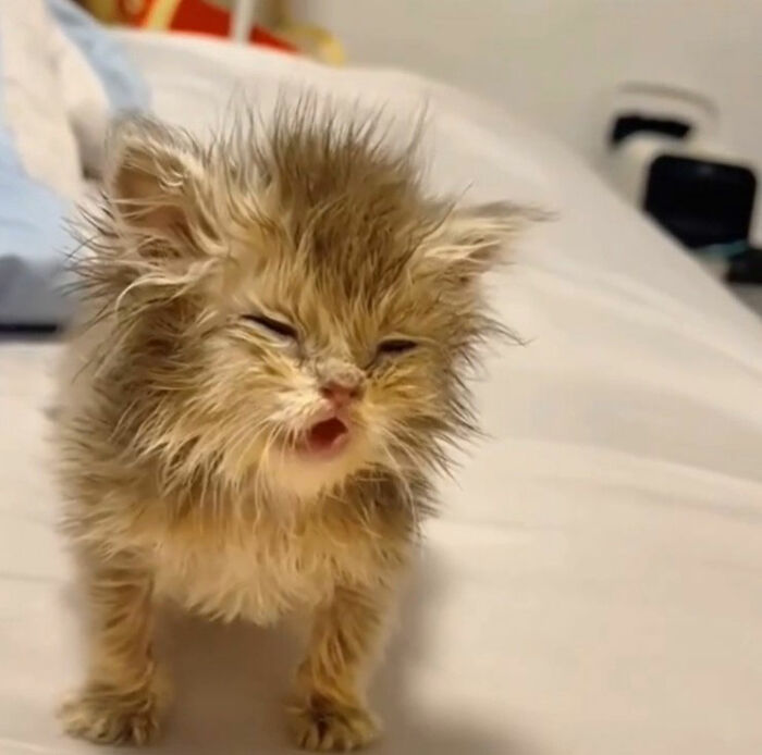 Minimalist doodle of a viral cat with simple lines and quirky expression by artist known for cat doodles.