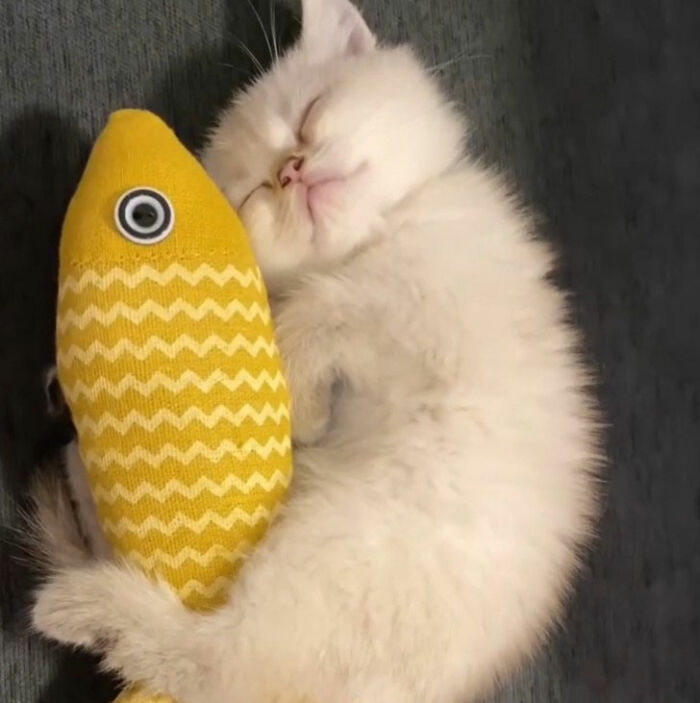 Minimalist doodle of a cat hugging a yellow fish, showcasing viral cat pics turned into funny spot-on art.