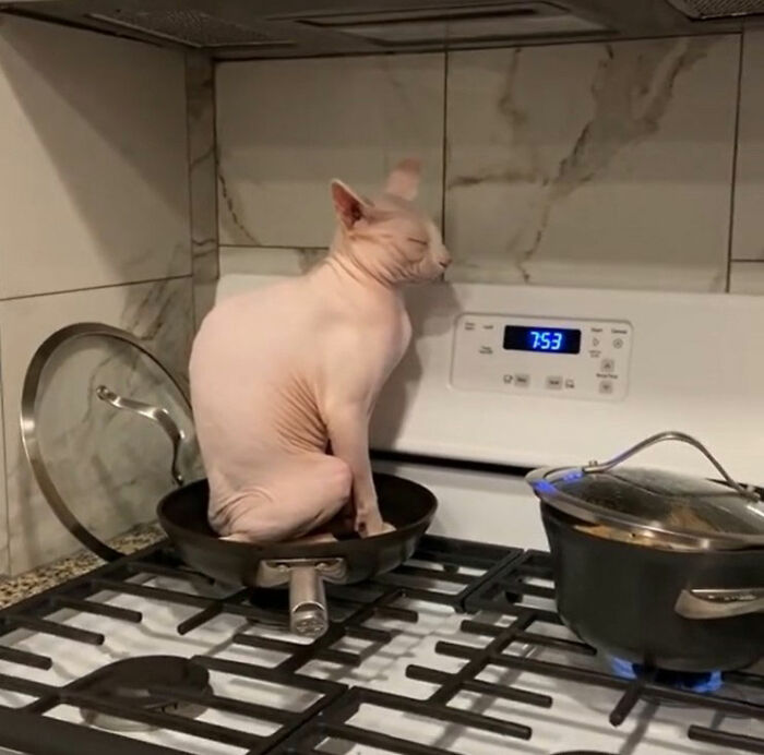 Minimalist doodle of a cat sitting in a frying pan on a stove, capturing viral cat pics in a humorous style.