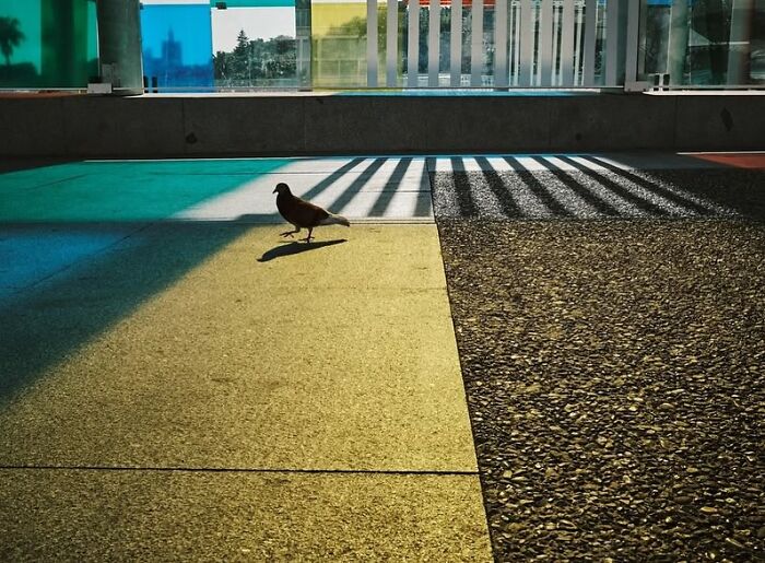 Pigeon walking across colorful patterned ground with shadows in a powerful street photo of everyday life.