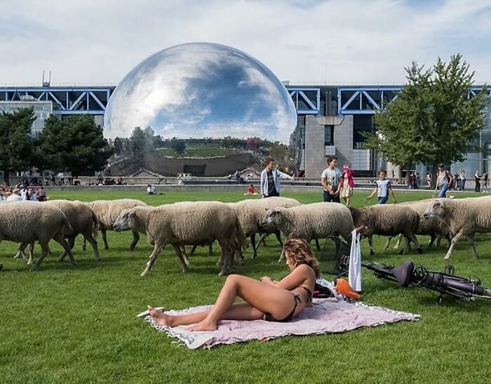 A woman sunbathing on grass while a herd of sheep passes by near a reflective urban street photo landmark.