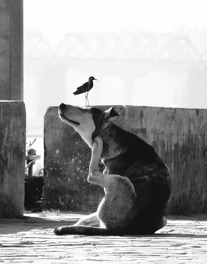 Black and white street photo of a dog scratching while a bird stands on its head, capturing the beauty of everyday life.
